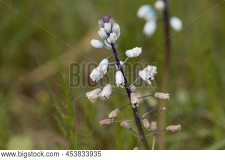Flowers Of The Plant Species Bellevalia Romana