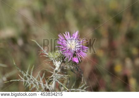 Purple Milk Thistle, Galactites Tomentosus