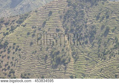Slope With Abandoned Cultivation Terraces And Shrubs Of Juniperus Turbinata Canariensis. Vallehermos