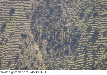 Slope With Abandoned Cultivation Terraces And Shrubs Of Juniperus Turbinata Canariensis. Vallehermos
