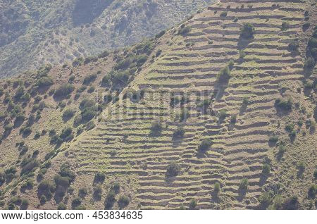 Slope With Abandoned Cultivation Terraces And Shrubs Of Juniperus Turbinata Canariensis. Vallehermos