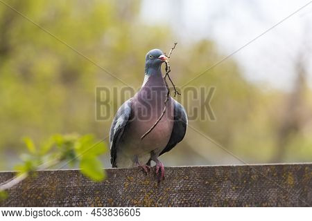 Dove With A Branch In Its Beak Sits On A Fence