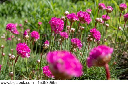 Armeria Maritima, The Thrift, Sea Thrift Or Sea Pink Flowering Plant With Bright Colorful Flowers An