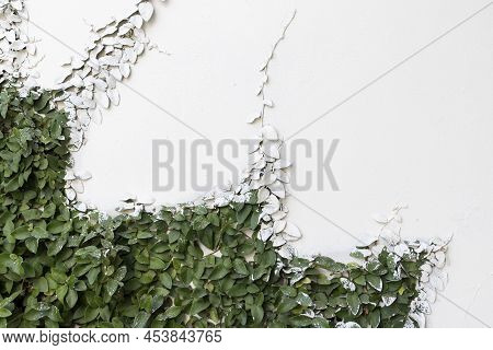 Green Creeper Plant On A Wall Covered With A Wall Paint Covering Its Leaves