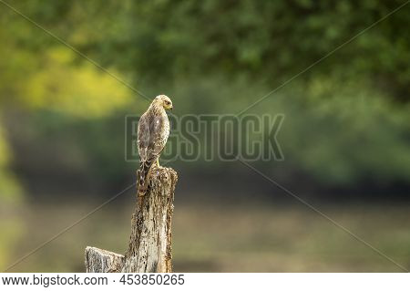 White Eyed Buzzard Or Butastur Teesa Perched In Natural Scenic Green Background In Winter Migration 