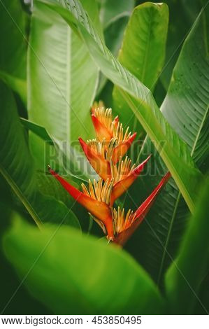 Red Flower And Green Leaves Abstract Background. Nature And Environmnet Concept.