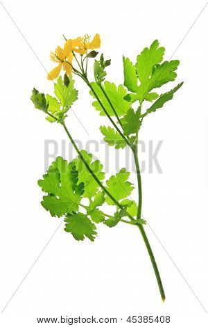 Schöllkraut (Chelidonium Majus)