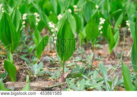 Lily Of The Valley On The Forest Floor. Green Leaves, White Flowers. Early Bloomers That Herald The 