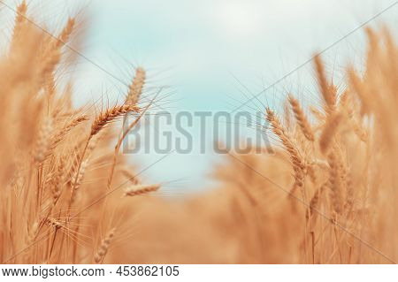 Ripe Harvest Ready Wheat Crops Field In Summer, Cereal Plant Cultivation, Selective Focus