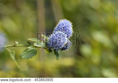 Creeping Blue Blossom Flower In The Garden
