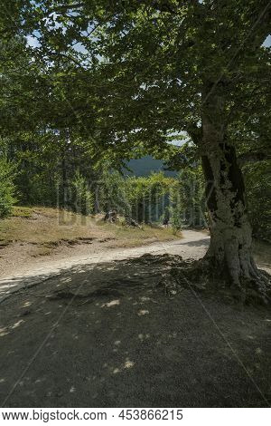Path In The Woods. Big Tree Close-up On The Lake Lago Calamone, Reggio Emilia, Italy
