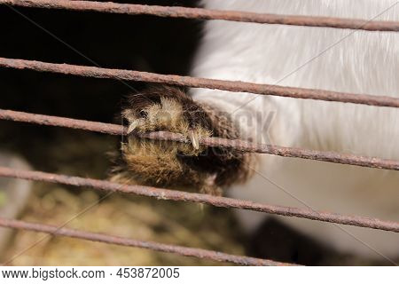 The White Rabbit Put Its Paw On The Cage. The Concept Of Prohibition And Restrictions. High Quality 
