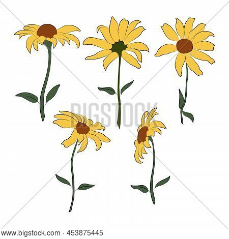 Set Of Open Heliopsis Blossom Vector Illustration Isolated On White Background. Vector Sketch Style 