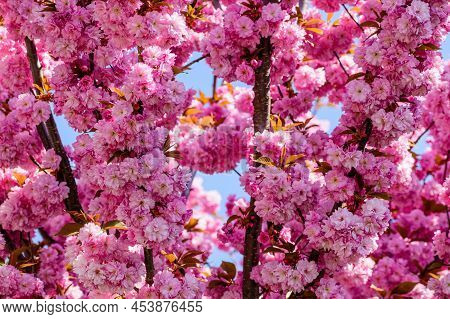 Blooming Tree Of Japanese Cherry Sakura, Moho Pink Flowers
