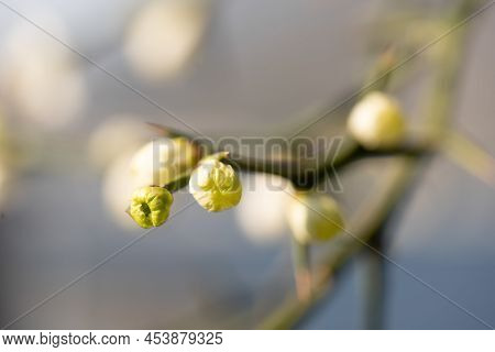 Tree Blooming Spinescent Branch Closeup. Early Spring Flower On Blurred Background