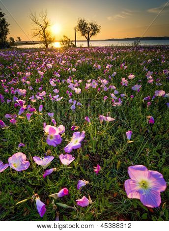Sonnenaufgang über einem See und Wildflower-Feld
