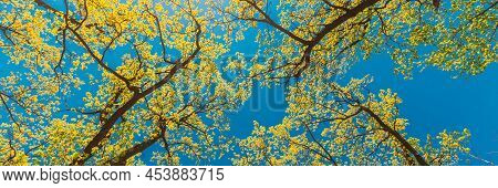 Canopy Of Tall Trees With Young Spring Foliage Leaves. Spring Sunlight In Upper Branches Of Woods In