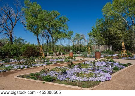 Photo Of A Garden With Crocus Plants In New Mexico