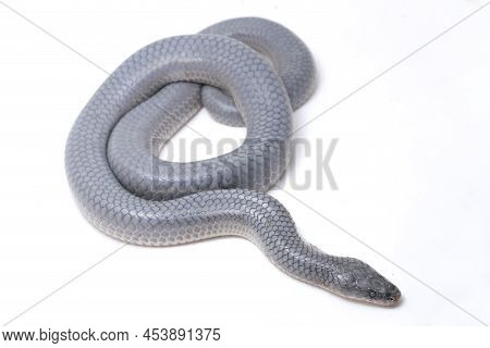 Xenopeltis Unicolor Sunbeam Snake Shedding It\\\'s Skin Isolated On White Background