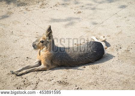 The Mara Is A Genus Dolichotis Of The Cavy Family Of Rodents. They Are The Sole Extant Representativ