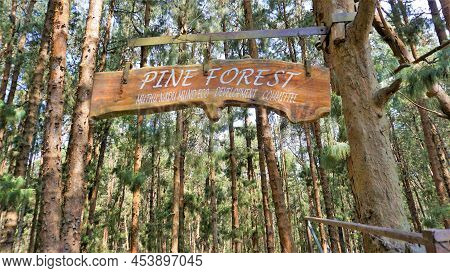 Entrance Of Amazing Pine Forest Of Ooty, Tamilnadu, India.