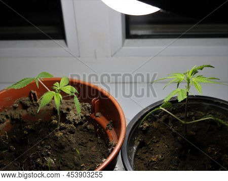 Two Clones Of Marijuana Growing In Pots On A Room Windowsill Under An Energy-saving Lamp, Growing Ca