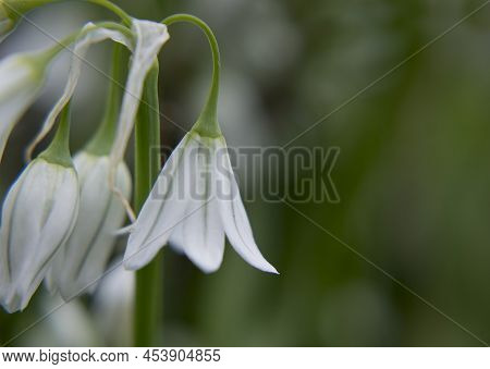 Close Up Of A Three Cornered Leek Allium Triquetrum Flower In Bloom