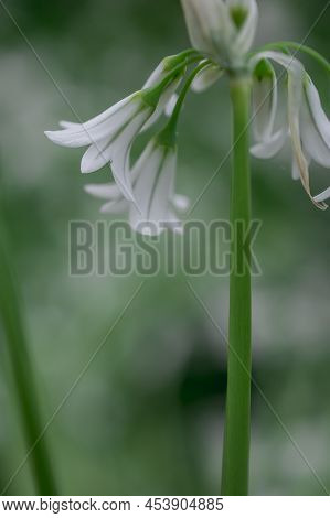 Close Up Of A Three Cornered Leek Allium Triquetrum Flower In Bloom