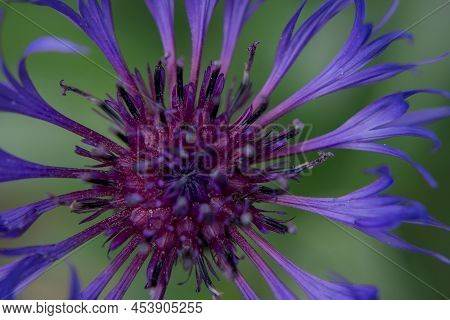 Cyanus Montanus, Blue Cyanus Montanus Flowers In The Garden