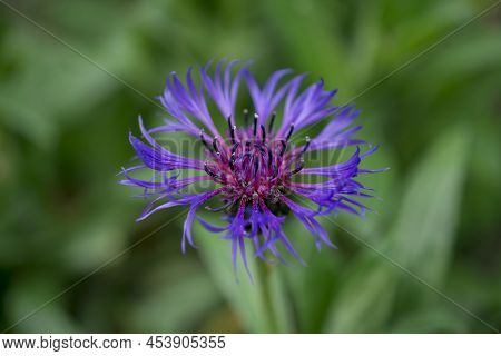 Cyanus Montanus, Blue Cyanus Montanus Flowers In The Garden
