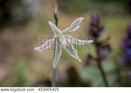 Elegant White Ornithogalum (grass Lily) Flowers Close-up