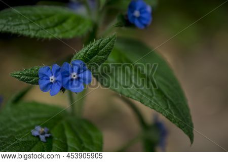Macro Close-up Photo Of Purple Flower Pentaglottis Sempervirens.