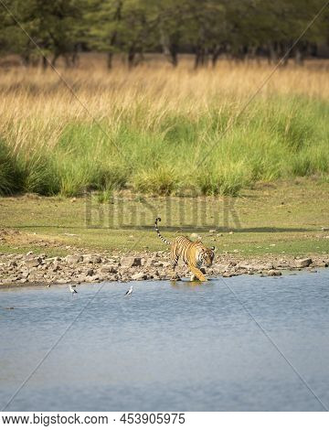 Wild Bengal Female Tiger Or Tigress With Tail Up In Rajbagh Lake Water Natural Scenic Landscape Back