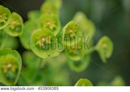 Wild Flower Plant In Nature Latin Name: Euphorbia Helioscopia