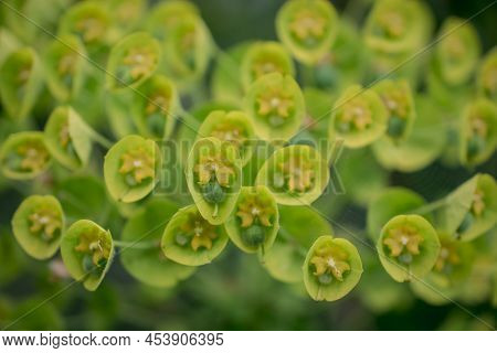 Wild Flower Plant In Nature Latin Name: Euphorbia Helioscopia