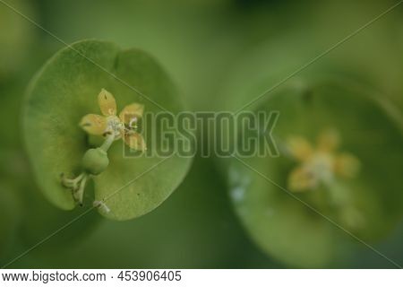 Wild Flower Plant In Nature Latin Name: Euphorbia Helioscopia