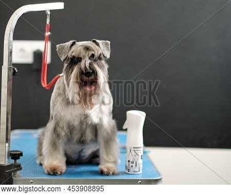 A Beautiful Purebred Gray Miniature Schnauzer Sits On A Grooming Table. Animal Health Concept.