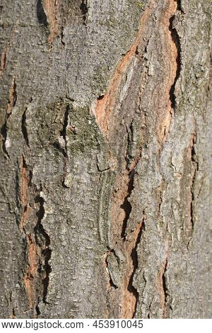 Thornless Honey Locust  Brown Cracked Bark Detail