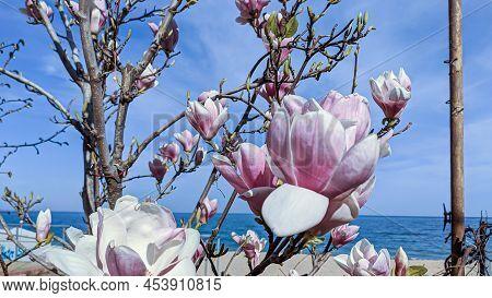 Huge Pink Magnolia Flowers On The Branches Against The Background Of The Blue Bright Warm Sea In The
