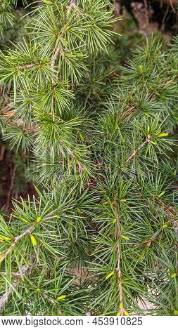 Long Green Needles On A Pine Branch And Small Cones On The Background Of The Earth Vertical Backgrou