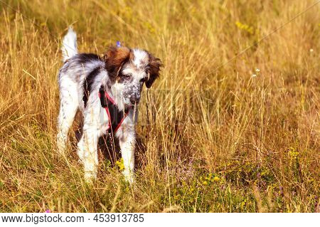 Cute White And Black Dog Puppy With Red Collar Standing In Yellow Grass, Copy Space