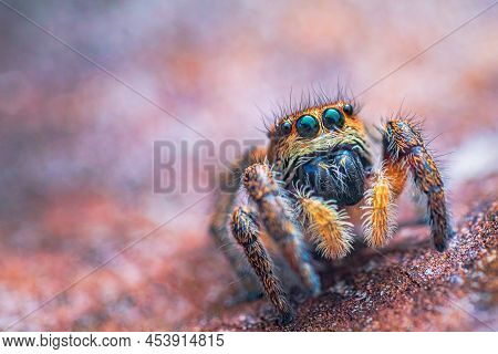 Spider Portrait, Jumping Spider Portrait - Pellenes Tripunctatus