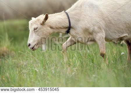 Photo From The Side, Of A Goat Who Looking For Tastier Plants. Free-range Goat Grazing On A Small Ru