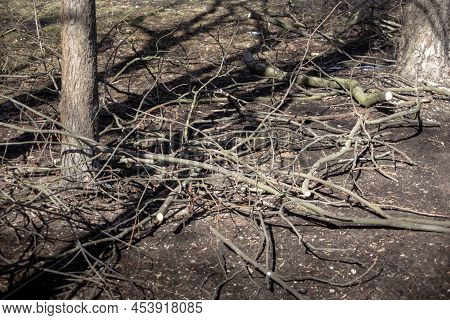 Sawn Tree Branches Lying On The Ground