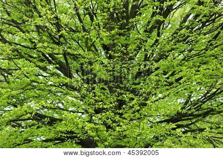 Świeże Grab drzewa wyrastające na wiosnę