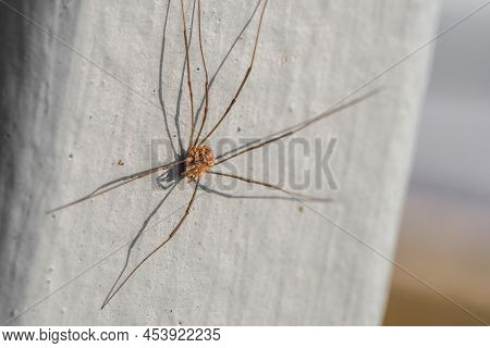 Close-up Of A Harvestman Spider In The Summer
