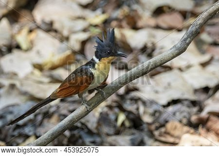 Image Of Chestnut Winged Cuckoo On A Tree Branch On Nature Background. Bird. Animals.