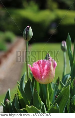 Vertical Image Of Pink Tulip With Shaggy Edged Petals And Buds In Garden
