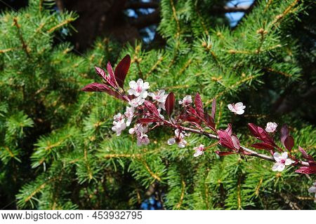 Blooming Sakura Cherry Tree Branch With White Flowers In Garden Against Bright Blue Sky Spring Natur