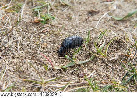 Violet Oil Beetle (meloe Violaceus) In Early Spring